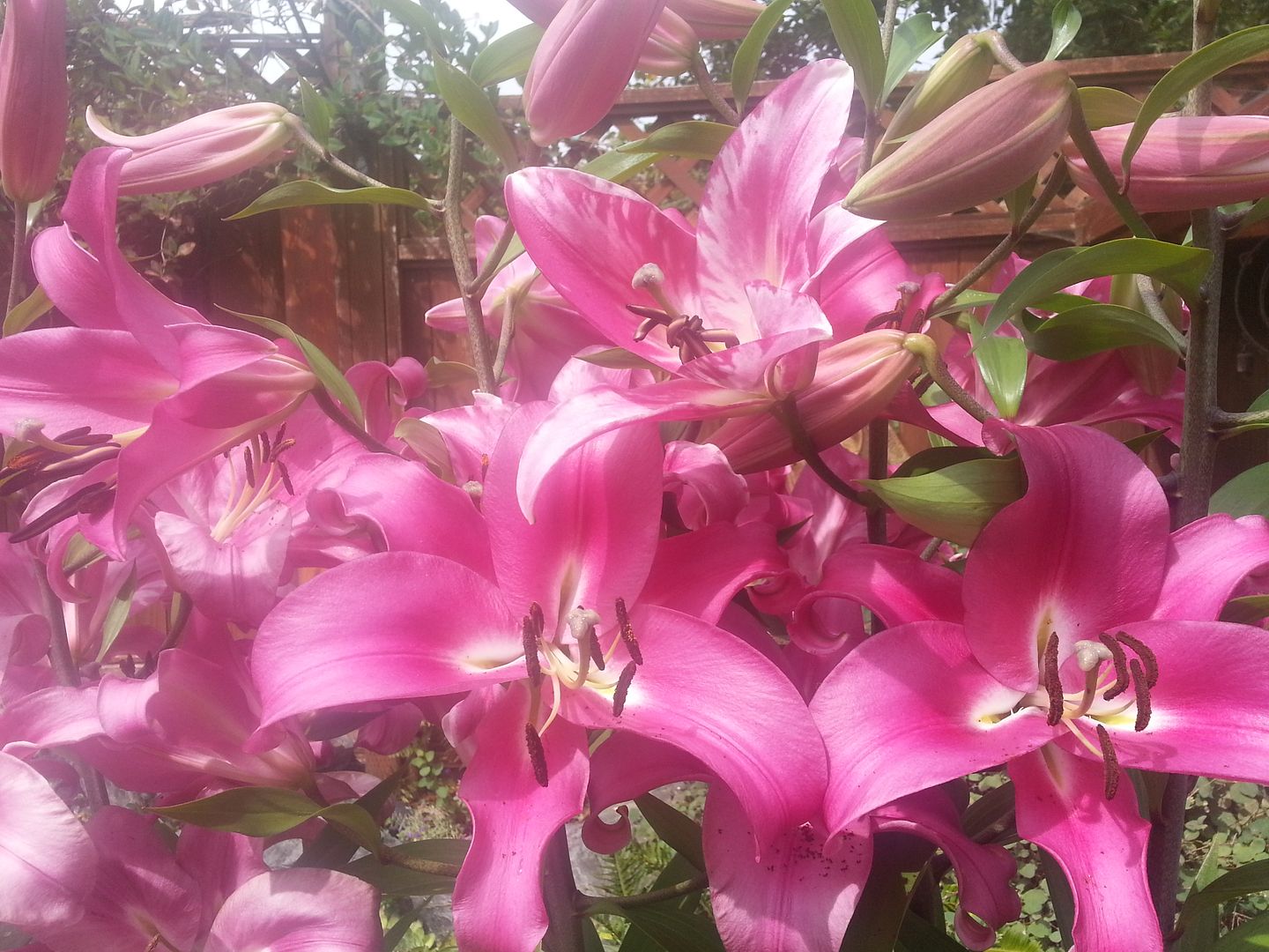  photo 20140718_105847_zpsvvymxom7.jpg